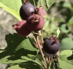 Manitoba Indigenous Cultural Education Centre Inc.